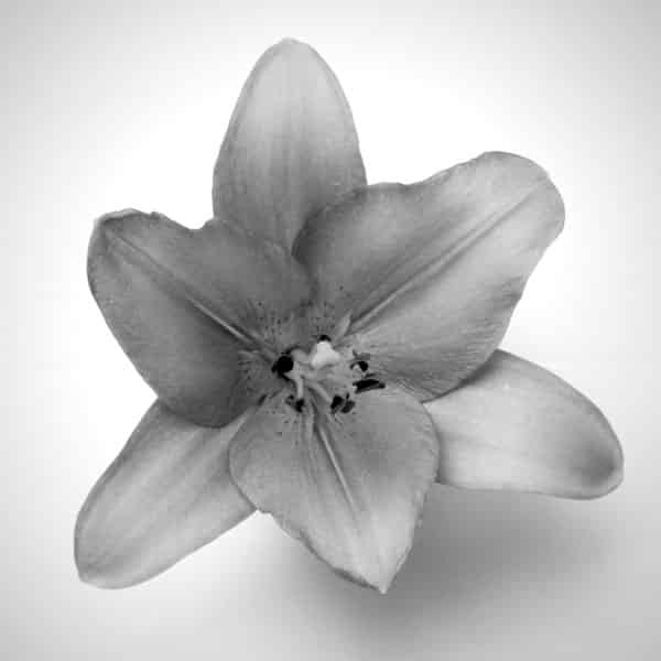 Imtim - Plastische Chirurgie