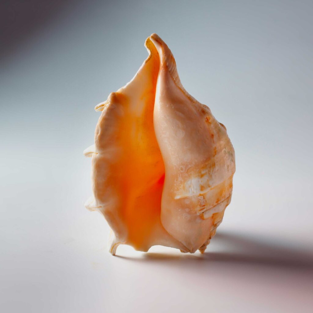 1A- HAE_Muschel_203930312